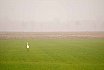 Landschappen